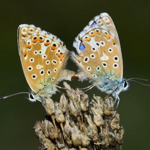 FotosOMSystem2